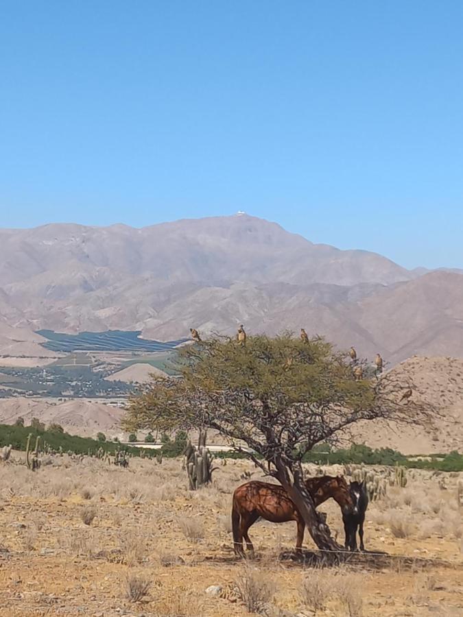 Campo De Cielo Mamalluca Valle De Elqui บิกุญญา ภายนอก รูปภาพ